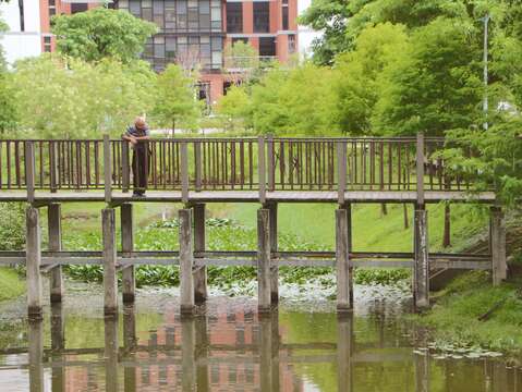 奇岩一號公園生態池內栽植各種水生植物如：風箱、野薑花、台灣萍蓬草、圓葉節節菜及落羽松等景色非常優美