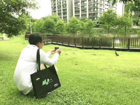 鴨子們餓了還會跑到果樹區找果子吃，吃的不亦樂呼呢。