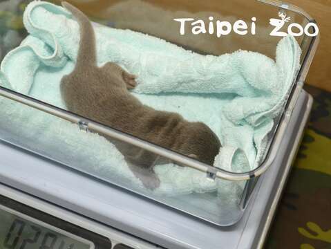 歐亞水獺寶寶目前284公克