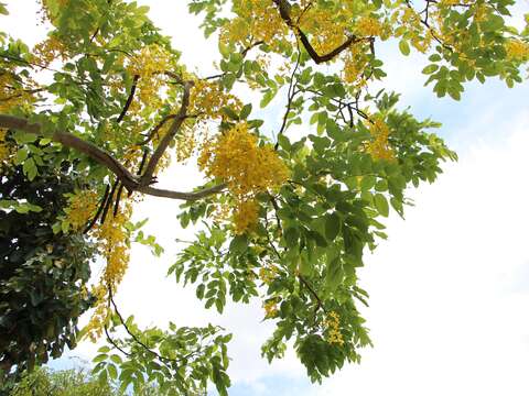 阿勃勒一串串的黃花搖曳生姿