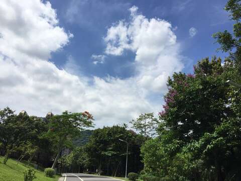 藍天白雲綠樹紫薇搭上鳳凰花紅