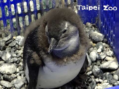 黑腳企鵝寶寶約兩個多月大時，會逐漸褪下棕色絨毛大衣，換上一身亮麗的黑色燕尾服