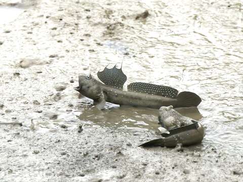 社子島濕地可觀察到逗趣的彈塗魚