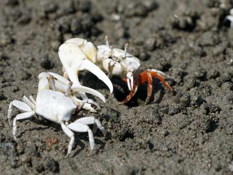 社子島濕地可觀察到豐富多樣的螃蟹