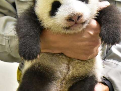 記得要常帶爺爺、奶奶、外公、外婆來逛動物園哦！