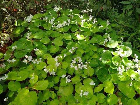 飄舞在典藏植物園的粉蝶-蘭嶼秋海棠