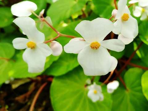 蘭嶼秋海棠雄性花的花被片只有4片，多為白色或淺粉紅色、雌花具5片花被片。