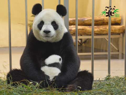 大貓熊媽媽的乳汁，在泌乳第14天，水份高達85%，蛋白質與脂肪卻分別佔了5%及7%