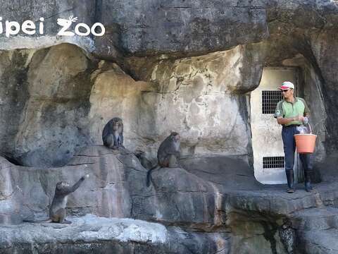 保育員在吃飯時間利用拋投食物的方式訓練獼猴「選手」