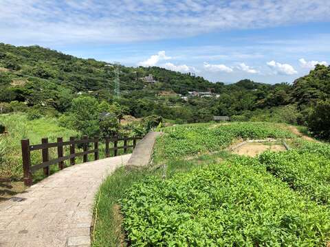 樟樹步道百日草與天空景