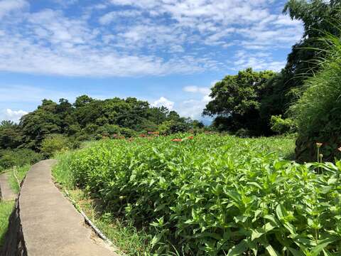 樟樹步道遍野的百日草