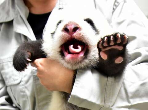 「圓仔妹」：give me six ！
