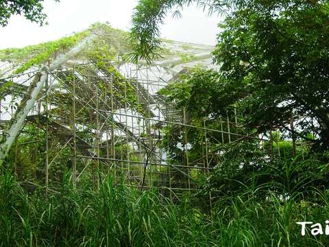 歷時一個多月，非洲動物區狐猴戶外活動場的大網籠終於維護完成