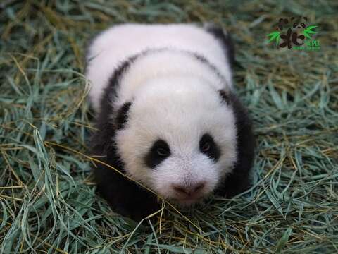 圓仔妹：生日派對耶！我也要去湊熱鬧！