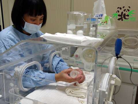 保育員幾乎十項全能〜「圓寶」奶爸奶媽不好當