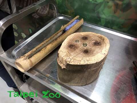 實習生為指猴製作了「麵包蟲雅房」餵食豐富化設施（右）