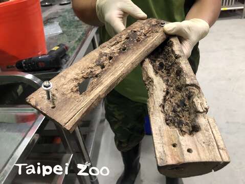舊版的麵包蟲餵食器對指猴來說太容易取得食物