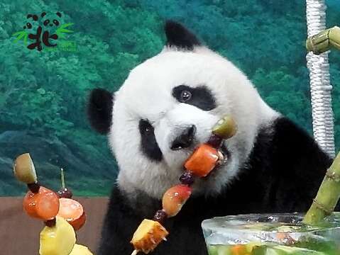 「圓仔」：猛獸能吃得像我這麼可愛嗎？