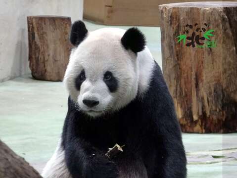 大貓熊在中國曾經是上古「神獸」（「團團」）