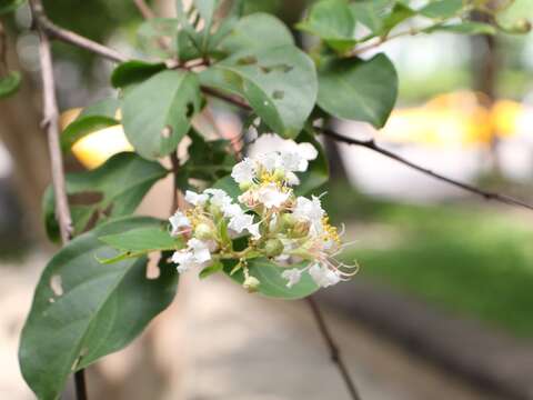 九芎現在正是賞花期，可以在枝頭看到白色小花