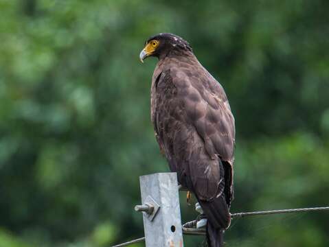 01天氣晴朗時有機會見到臺北市常見的郊山老鷹-大冠鷲