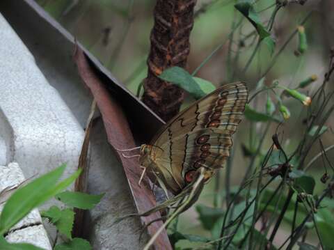 07觀察昆蟲的方法-食物誘捕法，時常看見環紋蝶被果香吸引前來覓食的畫面