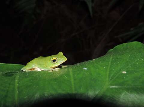 08臺灣特有種的保育類-臺北樹蛙，非常珍貴的物種在內雙溪也有機會看到