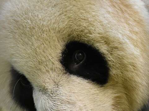 「圓圓」：你也想嚐一口寶寶的便便嗎？