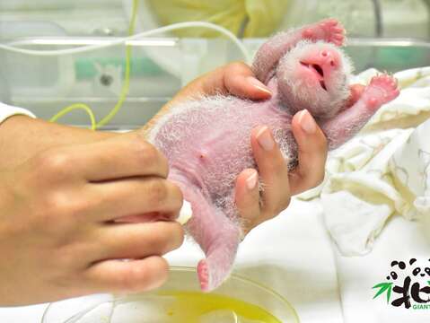 保育員用棉球輕拍，刺激大貓熊寶寶排便（7月5日7日齡）