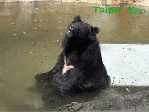 臺灣黑熊「小熊」享用日光浴