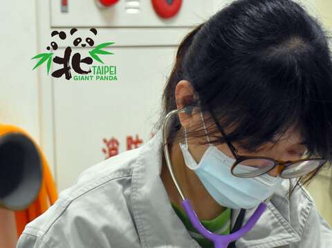獸醫師姊姊聽診中（9月3日的「圓寶」）