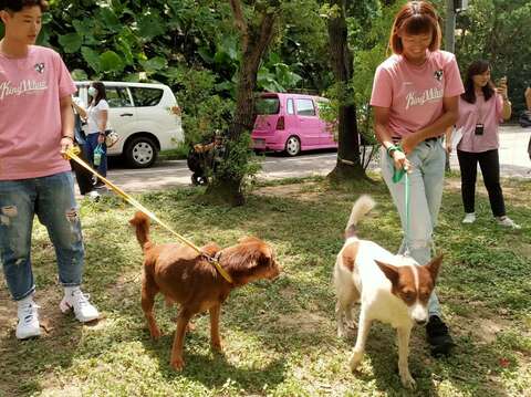 臺北鯨華女子排球隊教練鄧衍敏及球員陳莉鎔與明星犬伊比利及賓果互動