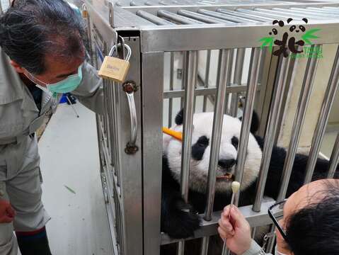 「圓仔」：彪爸~你覺得我今天剪什麼造型比較好？