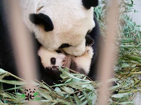 「圓寶」的美容師就是媽媽「圓圓」