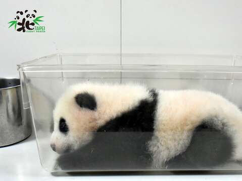 小編：特製的大貓熊快餐，準備出餐！