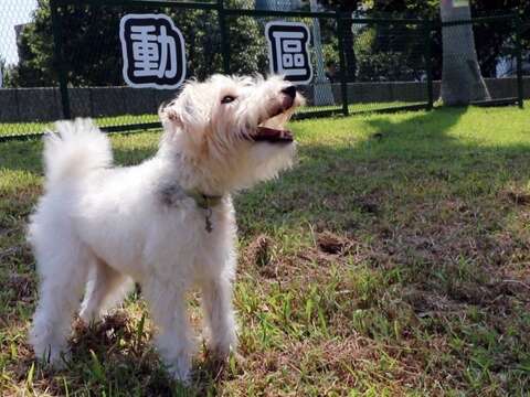 狗狗開心於北勢湖公園狗活動區玩耍