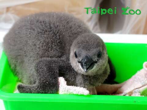 今年8月底，臺北市立動物園的黑腳企鵝家族再添寶寶啦！