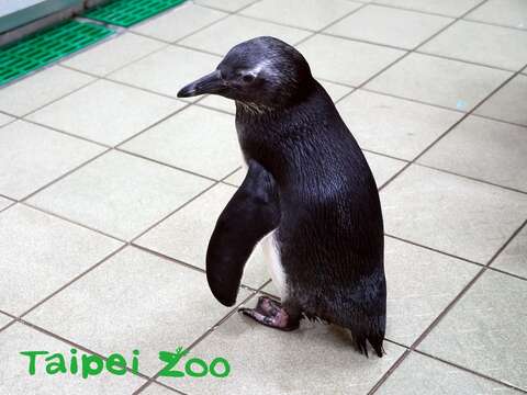 今年第一隻孵化的黑腳企鵝寶寶已經換上全新的大衣