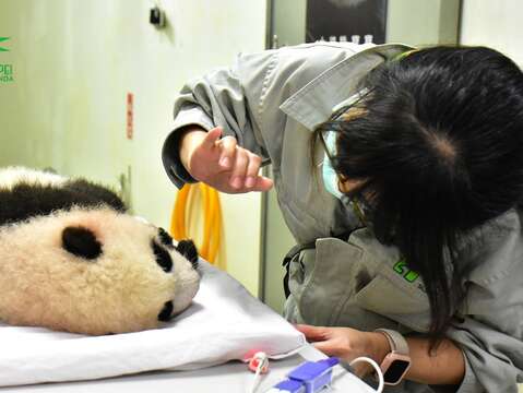 獸醫師姊姊：「圓寶」~瞄！