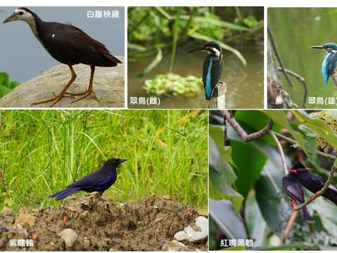 永春陂濕地公園營造過程鳥類回歸