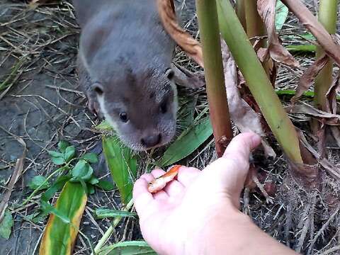 歐亞水獺寶寶「莎夏」開始轉以魚為主食