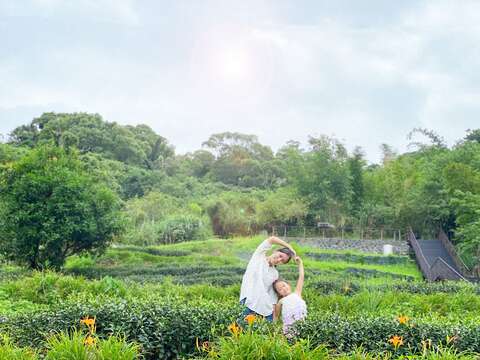 茶園內零星金針綻放，點綴茶園景觀。