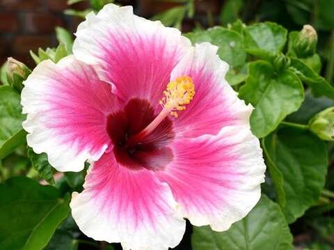 朱槿是馬來西亞國花、夏威夷州州花