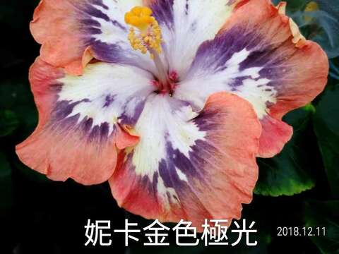 妮卡金色極光(Nica's Golden Aurora)