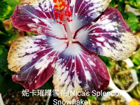 妮卡璀璨雪花(Nica's Splendor Snowflake)