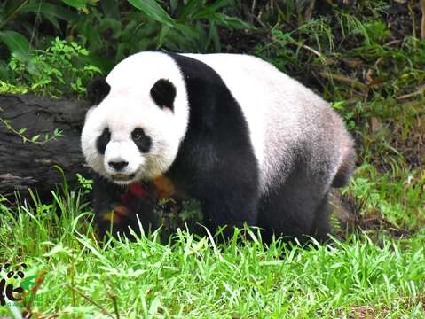 中秋節連假可以到動物園看「圓仔」毀樹…不是啦！是踏青