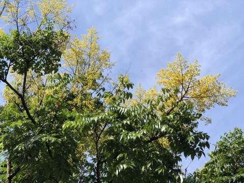 黃花朵朵正在盛開