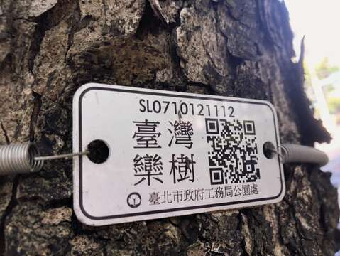 臺灣欒樹專屬名牌