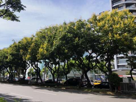 整排欒樹爭奇鬥艷