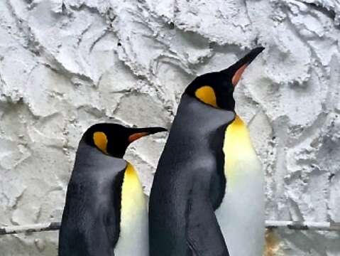 臺北市立動物園向日本天王寺動物園借殖的1對國王企鵝（右公、左母）